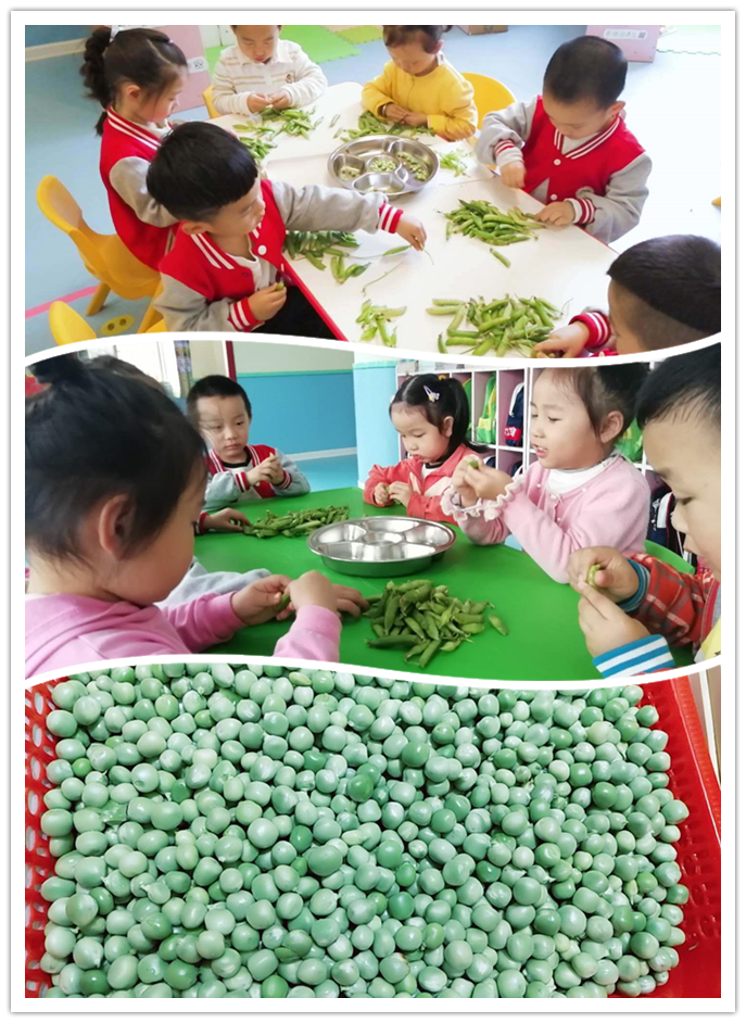 豌豆.png 豌豆.png