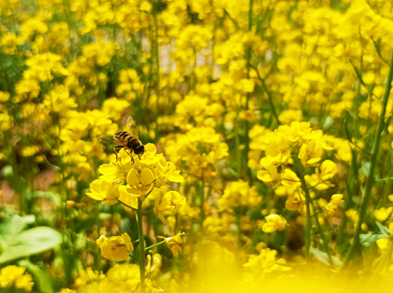 466b851bf39b30e3b18b387af12fd813.png 466b851bf39b30e3b18b387af12fd813.png